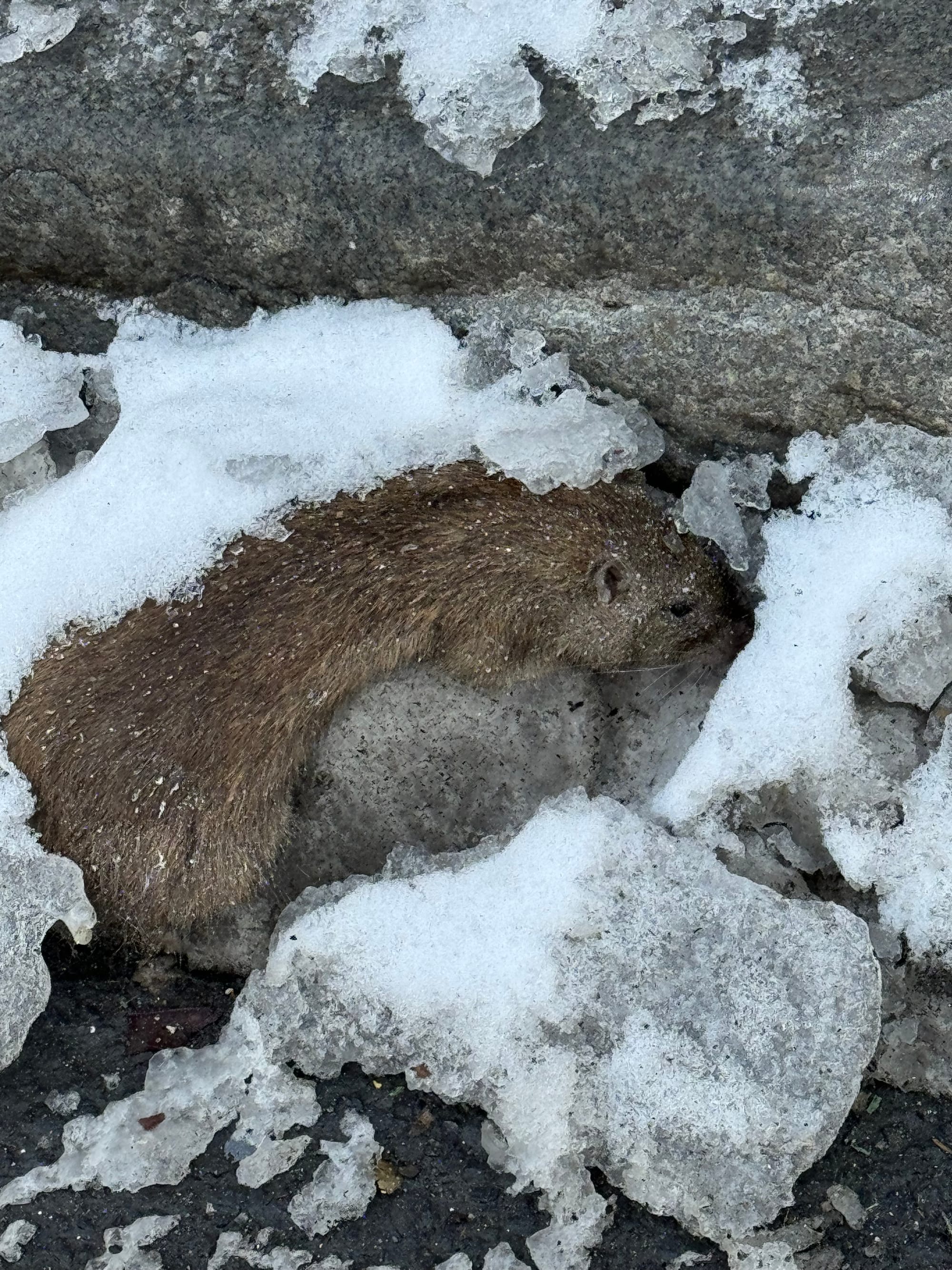 Frozen dead rat in some ice on Houston Street, Manhattan. 